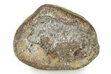 Fossil Mosasaur Paddle Bone - Texas #322923-1